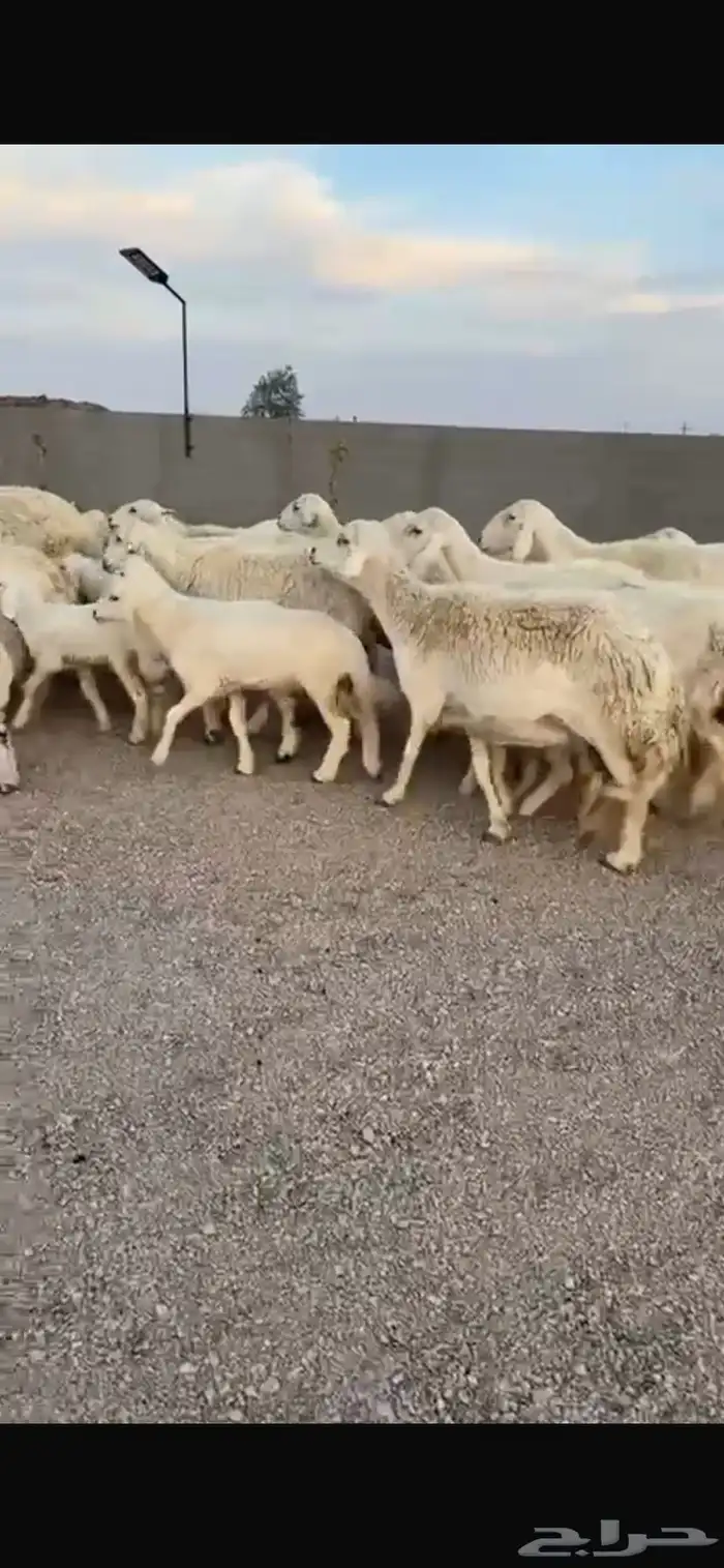 للبيع حريات مواليد ومواليد نعيمي 8