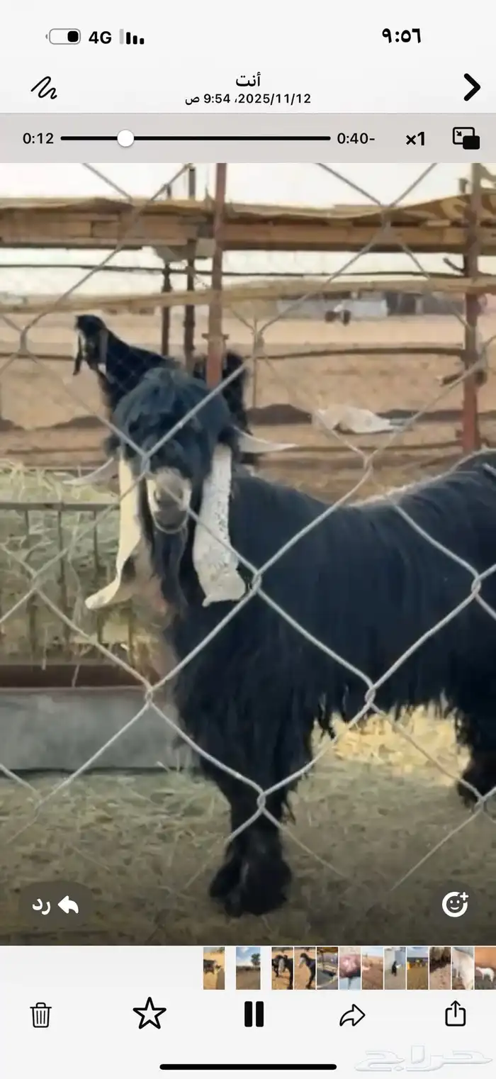 تبس عارض كفو ثني 2