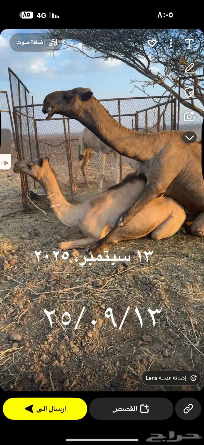 بكره ثنيه معشر لها شهرين 3