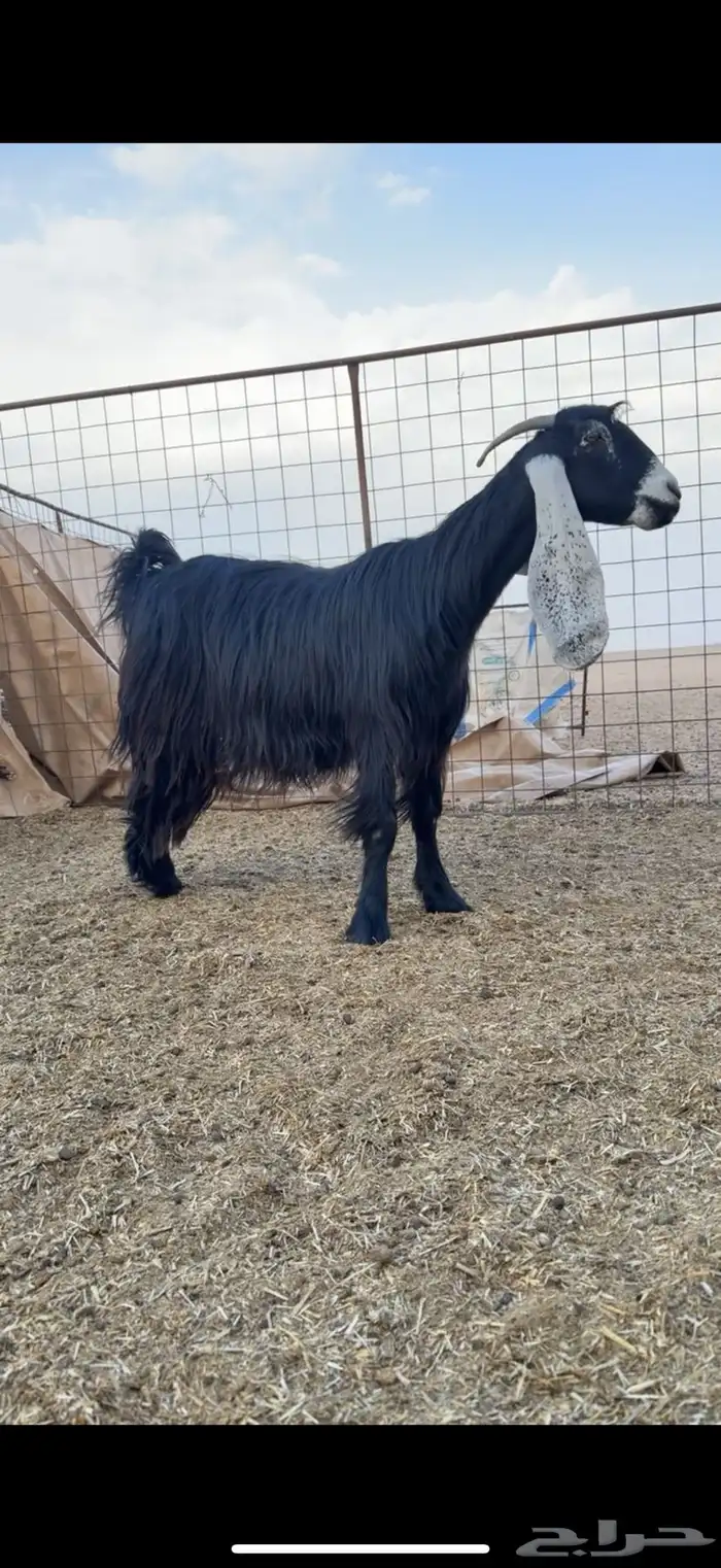 معزاء عوارض طيبه 6