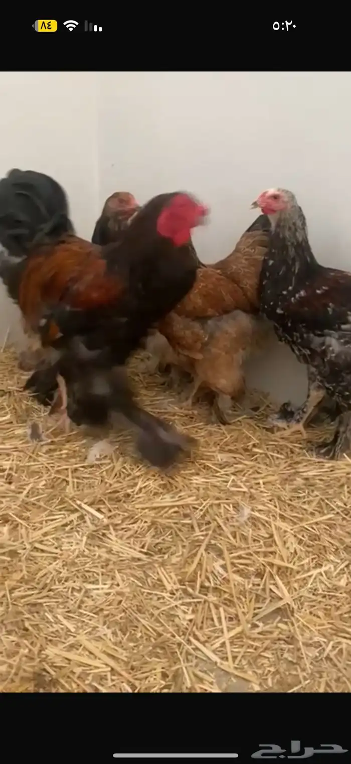 دجاج 5