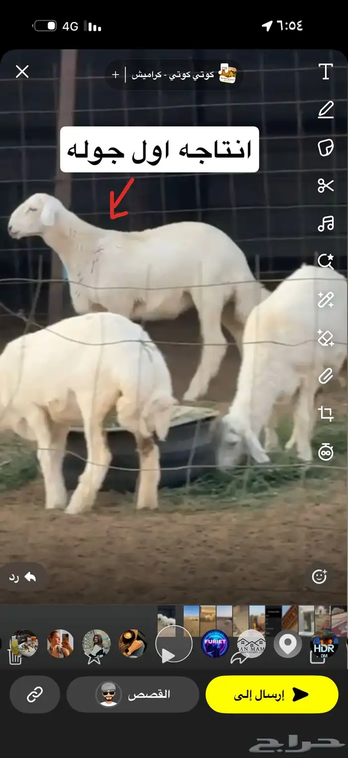 فحل صنف معرف مشروط 3