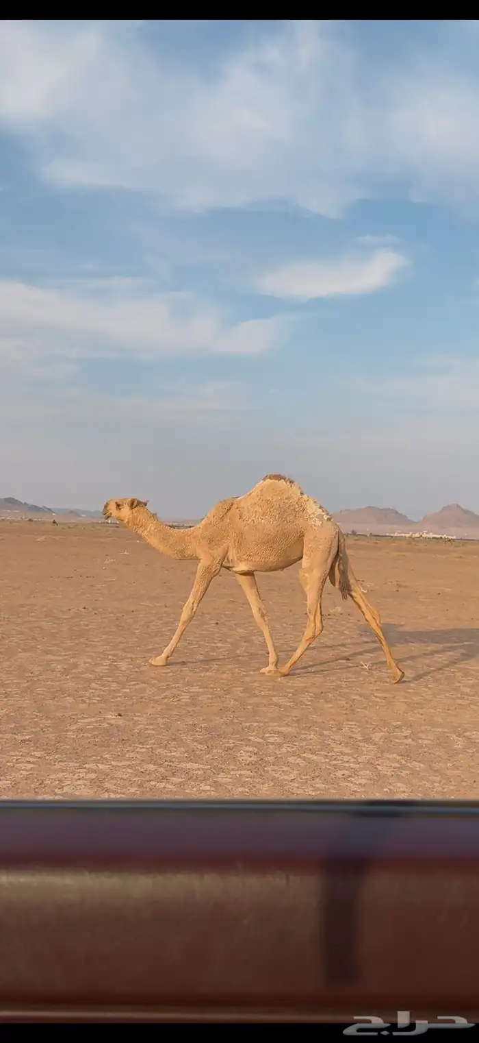بكره شقحا كفوو طيبة منوة القناي 0