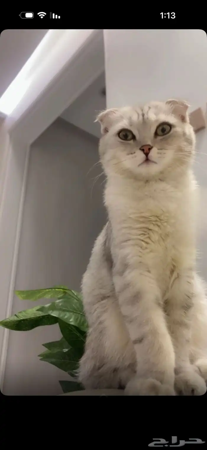 قطه للبيع سكوتش فولد العمر 7 شهور اليف جدا 7