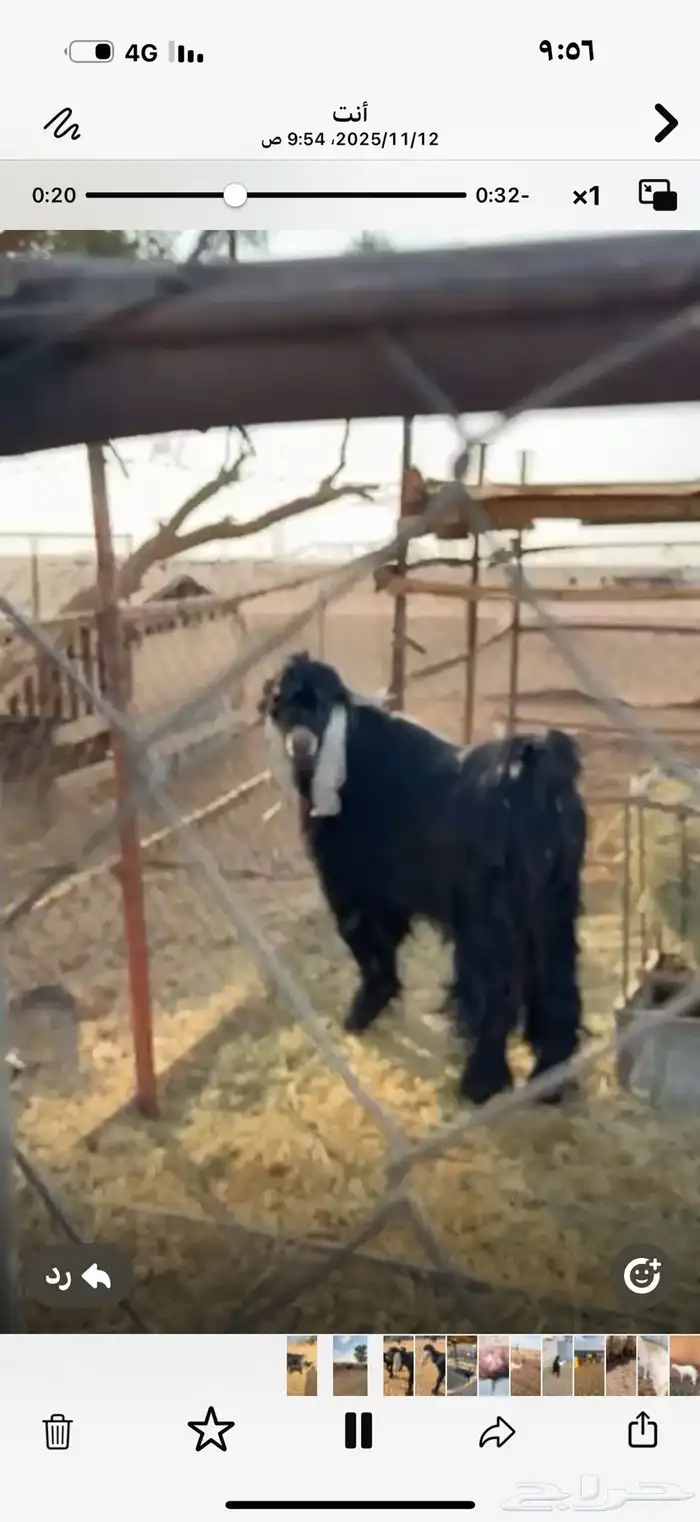 تبس عارض كفو ثني 0