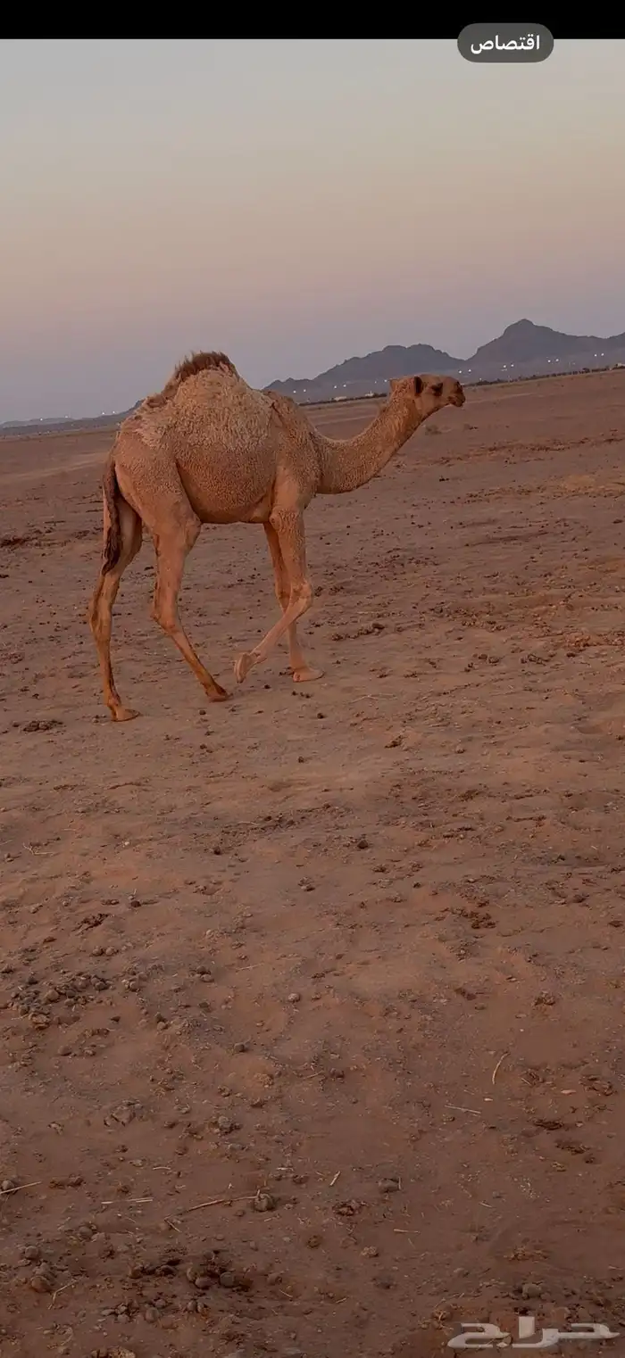 بكره شقحا كفوو طيبة منوة القناي 1