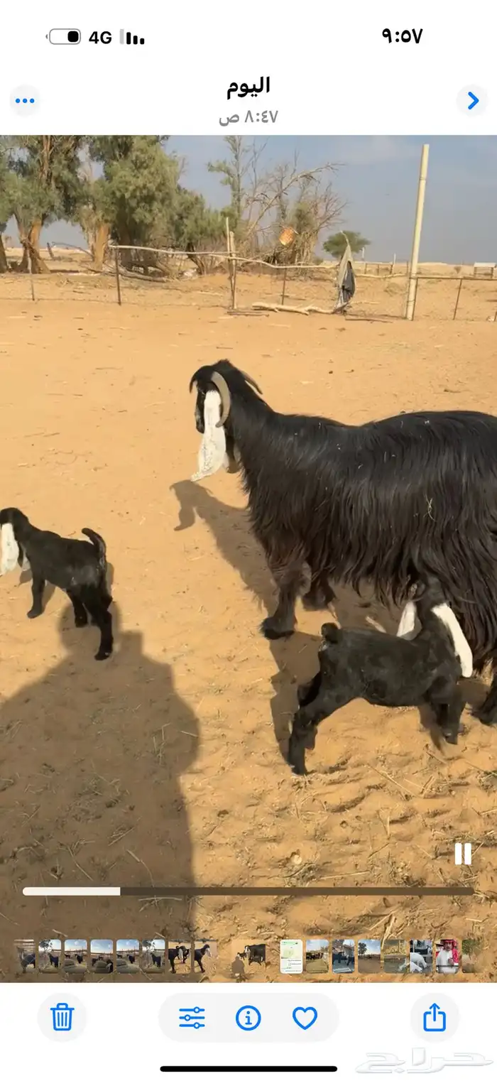 تبس عارض كفو ثني 9