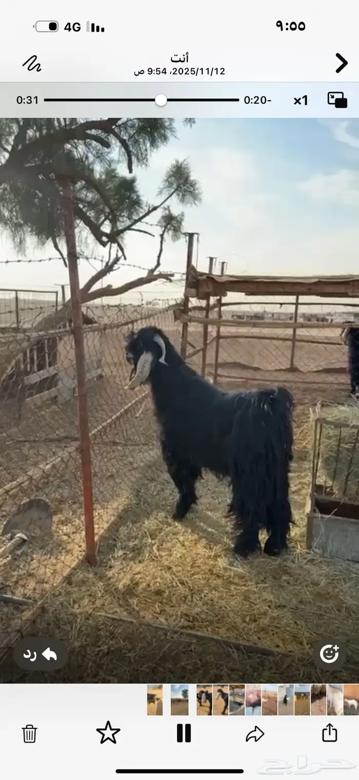 تبس عارض كفو ثني 5