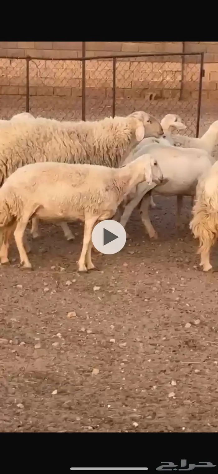 فحل صنف معرف مشروط 1