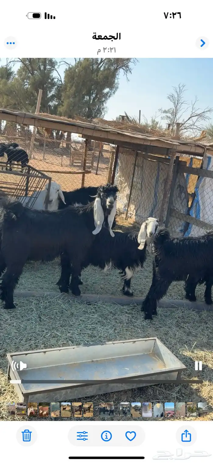 تبس عارض كفو ثني 8