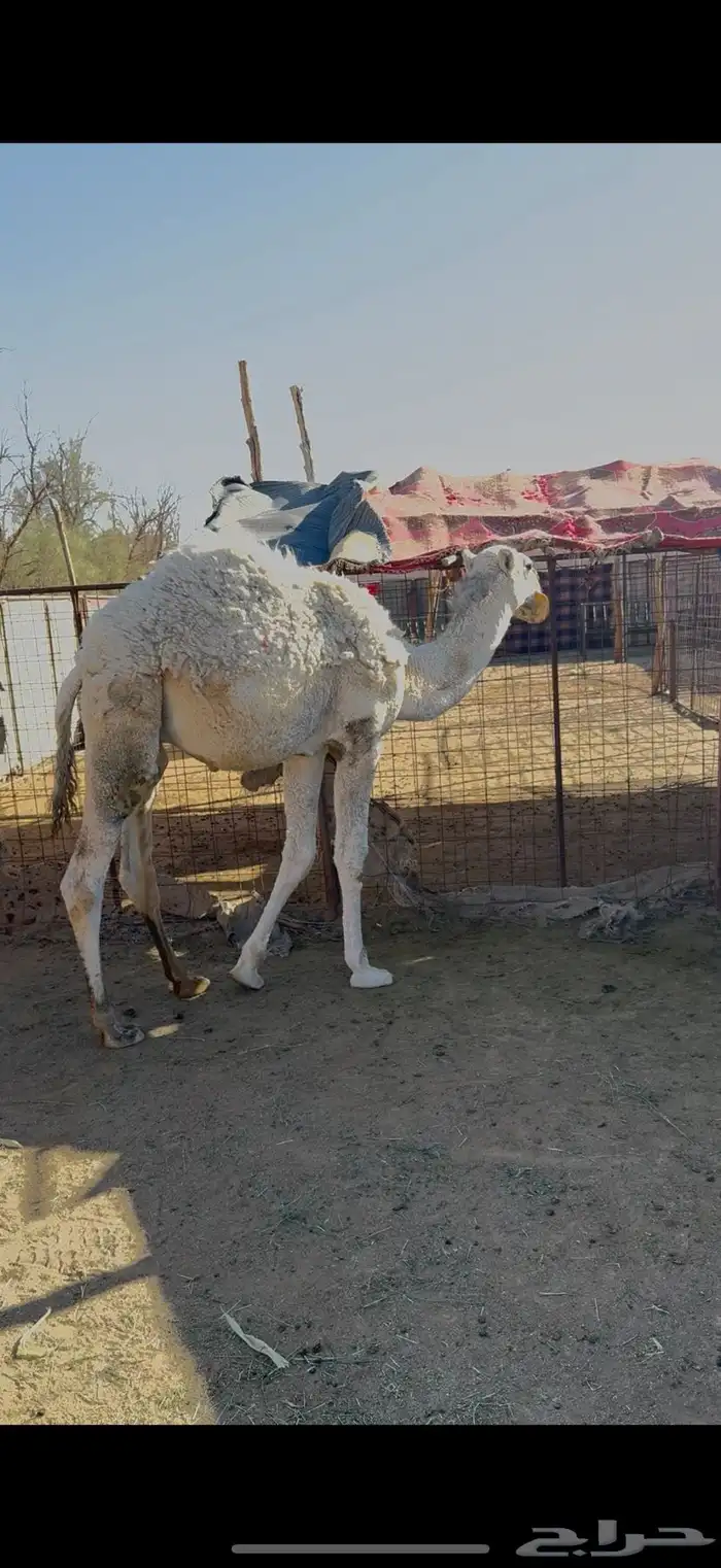 للبيع حاشي العمر 0