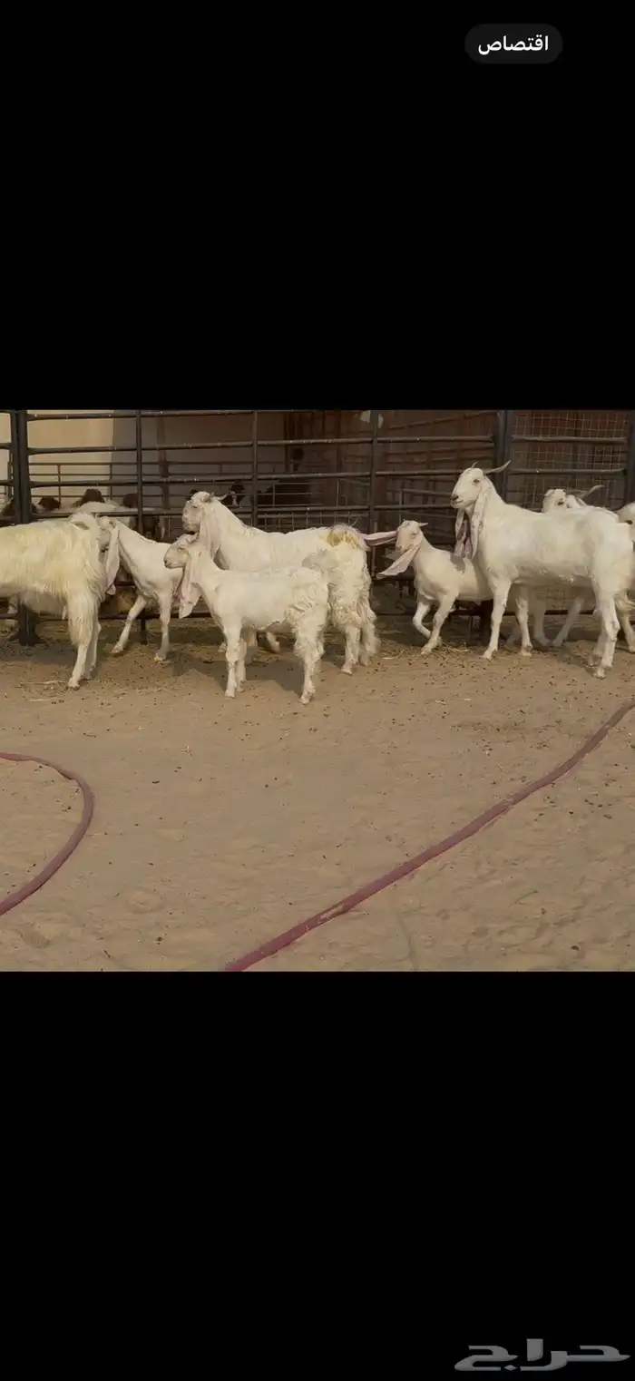 معزا مشاريك مطورات بيض شرط سن وديد ودفيع سونار 4