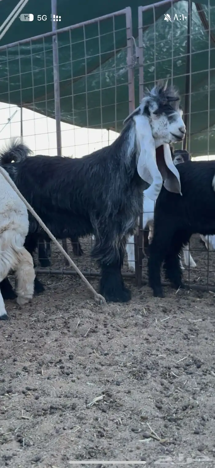 معزاء عوارض طيبه 5