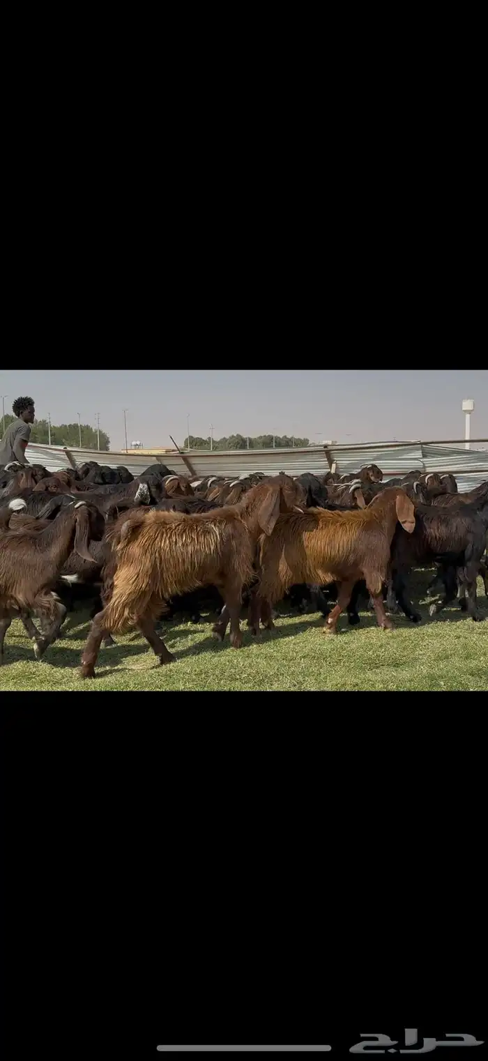 جذعات قبرصيات فاخره 70 راس كلش جذعه 7