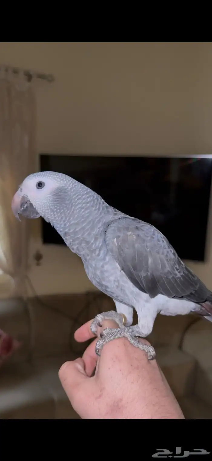 كاسكو غيني 0