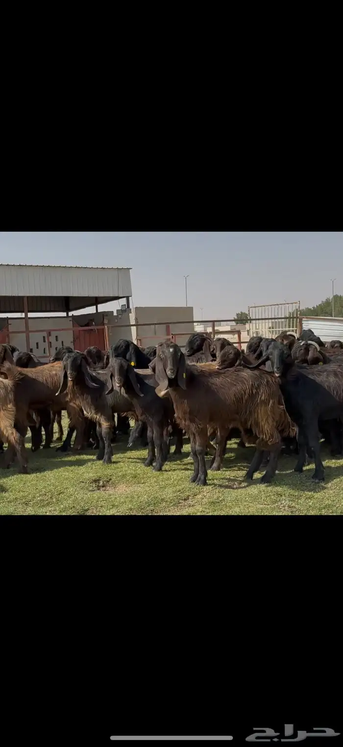 جذعات قبرصيات فاخره 70 راس كلش جذعه 3