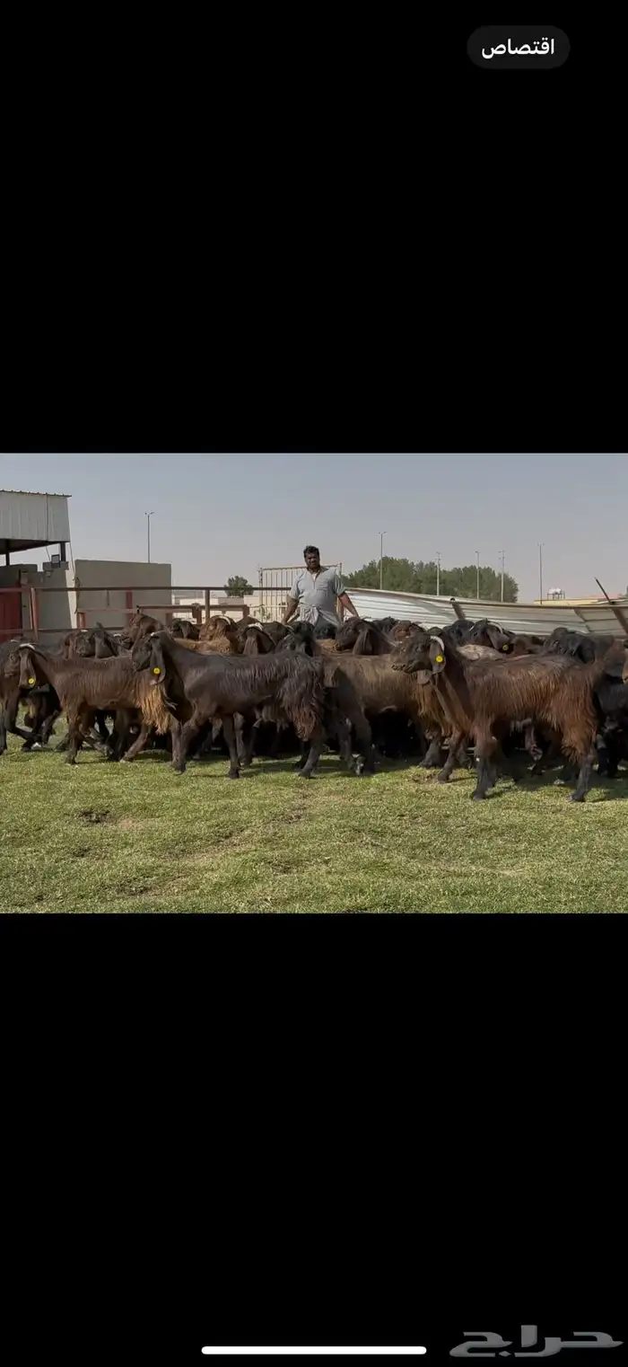 جذعات قبرصيات فاخره 70 راس كلش جذعه 4