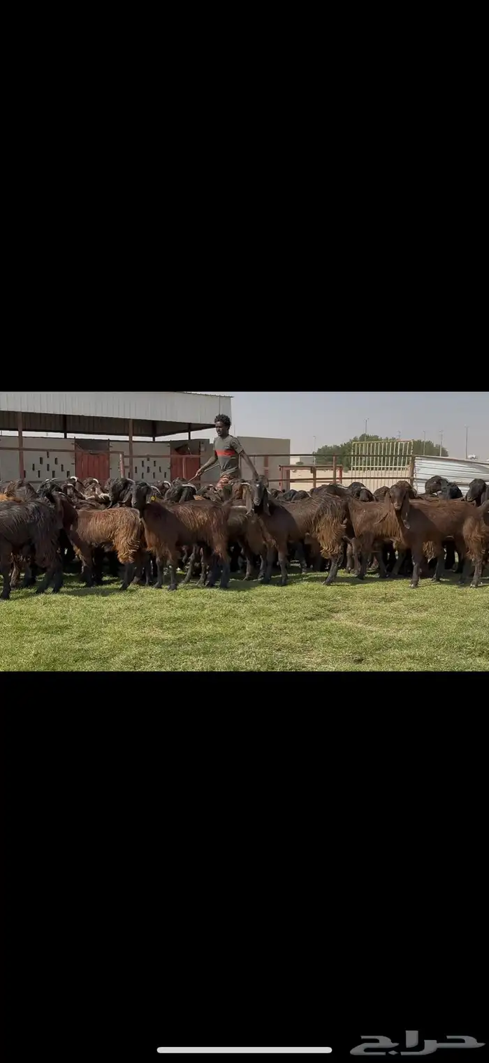 جذعات قبرصيات فاخره 70 راس كلش جذعه 0