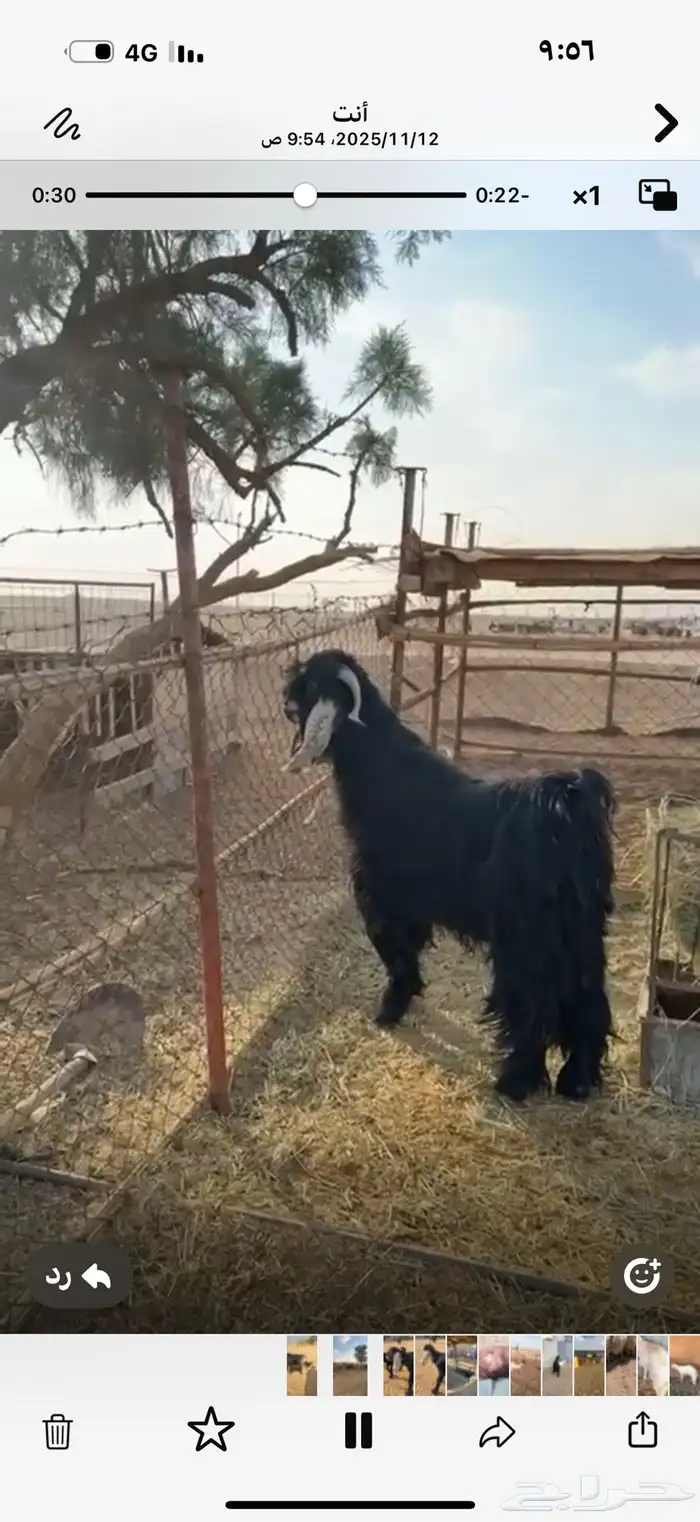 تبس عارض كفو ثني 3