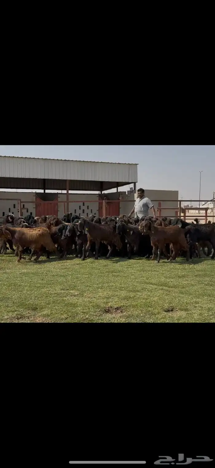 جذعات قبرصيات فاخره 70 راس كلش جذعه 9