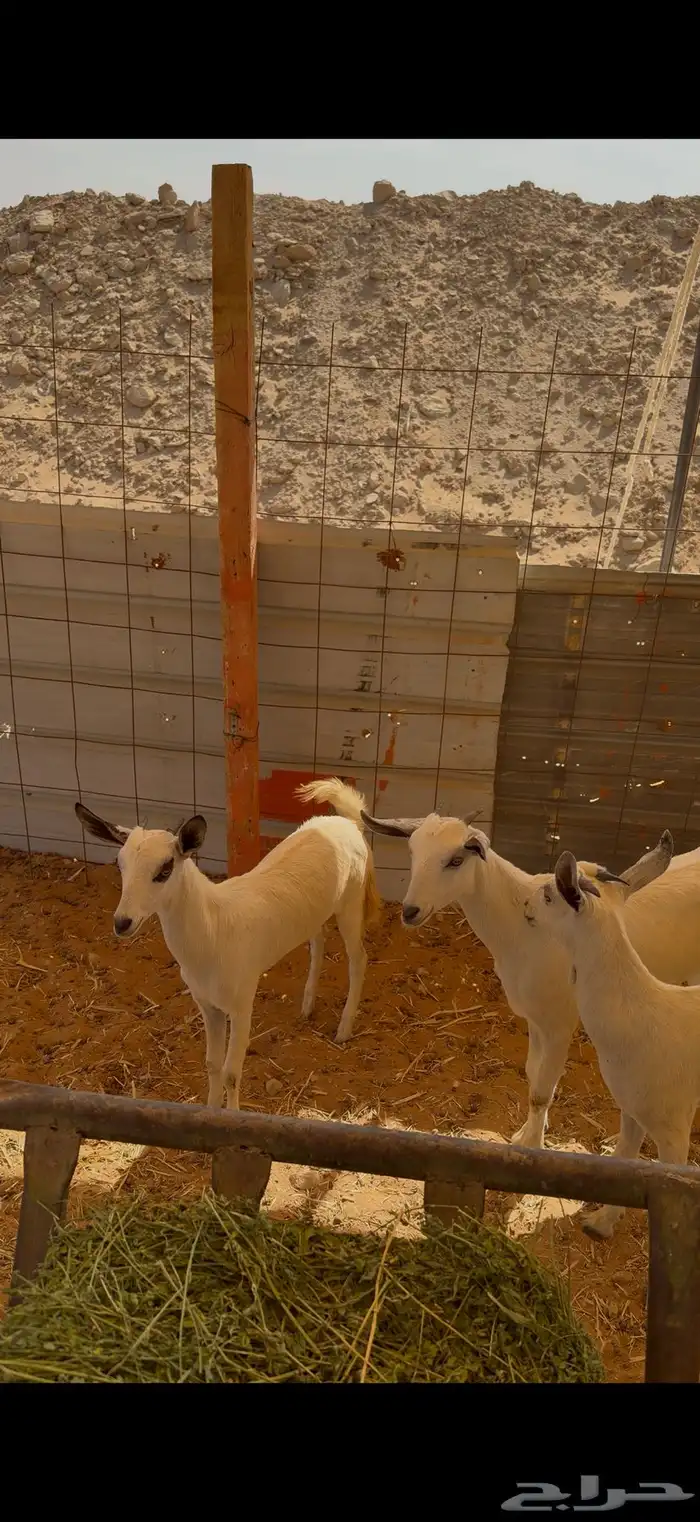 للبيع 4جفرات جنوبيات الصحة شرط تم البيع 2