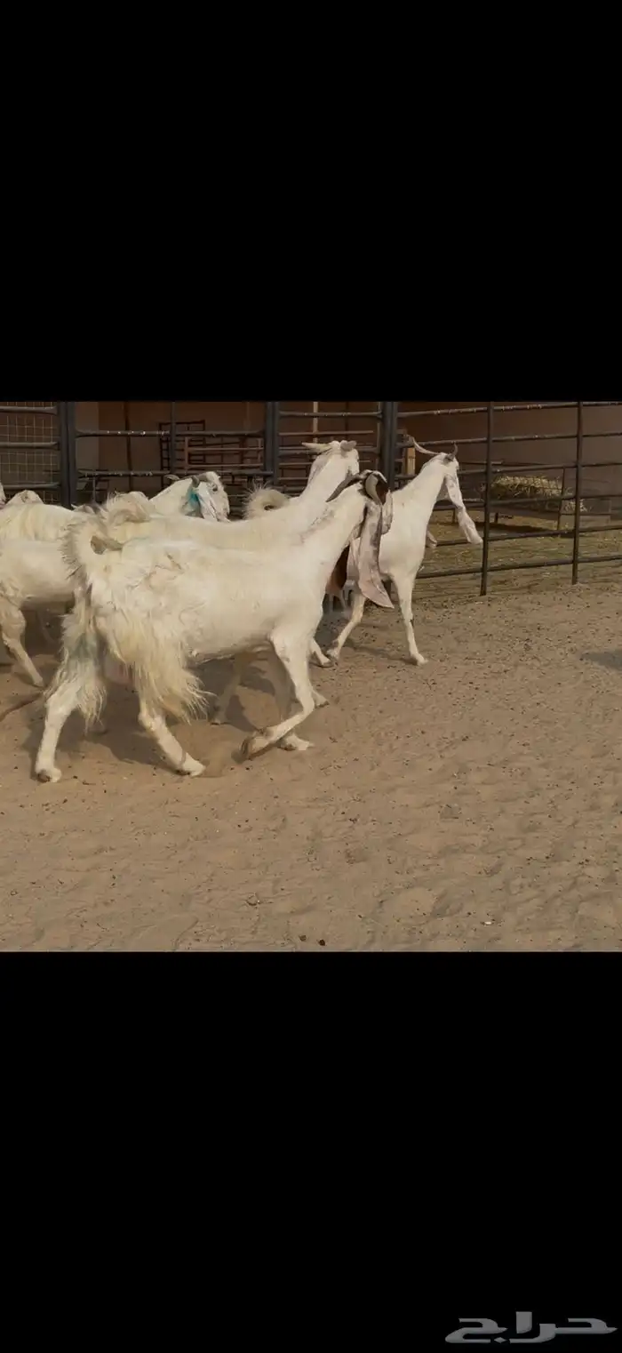 معزا مشاريك مطورات بيض شرط سن وديد ودفيع سونار 2