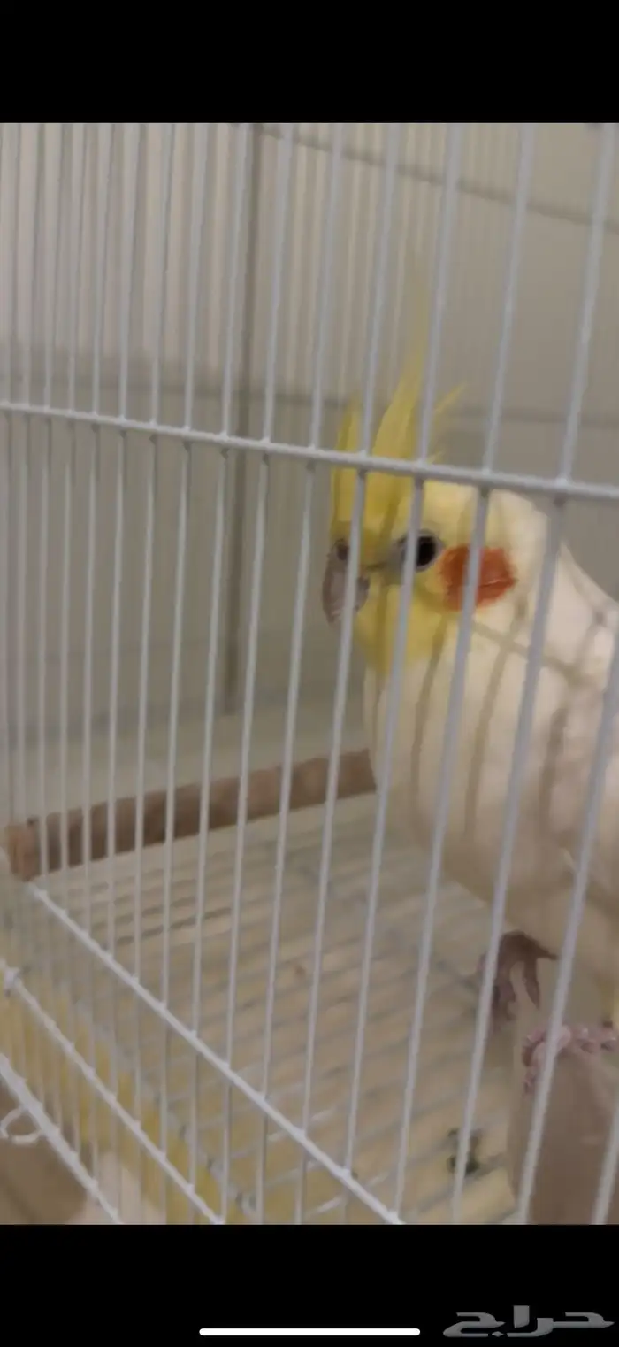 لقيت عصفور كروان ضايع في حي الصفا 7 2