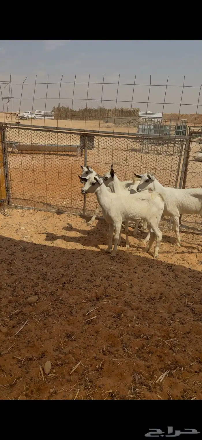 للبيع 4جفرات جنوبيات الصحة شرط تم البيع 1