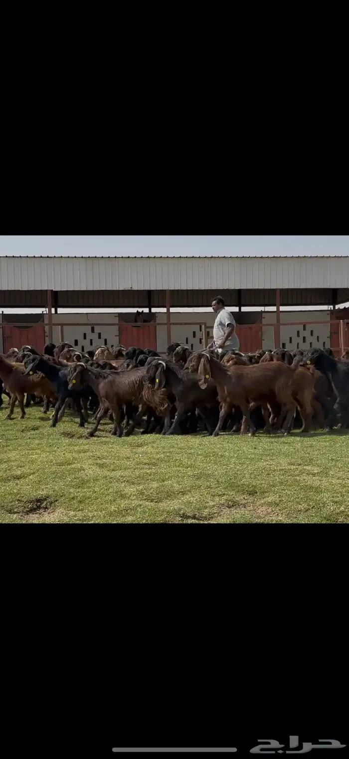 جذعات قبرصيات فاخره 70 راس كلش جذعه 10