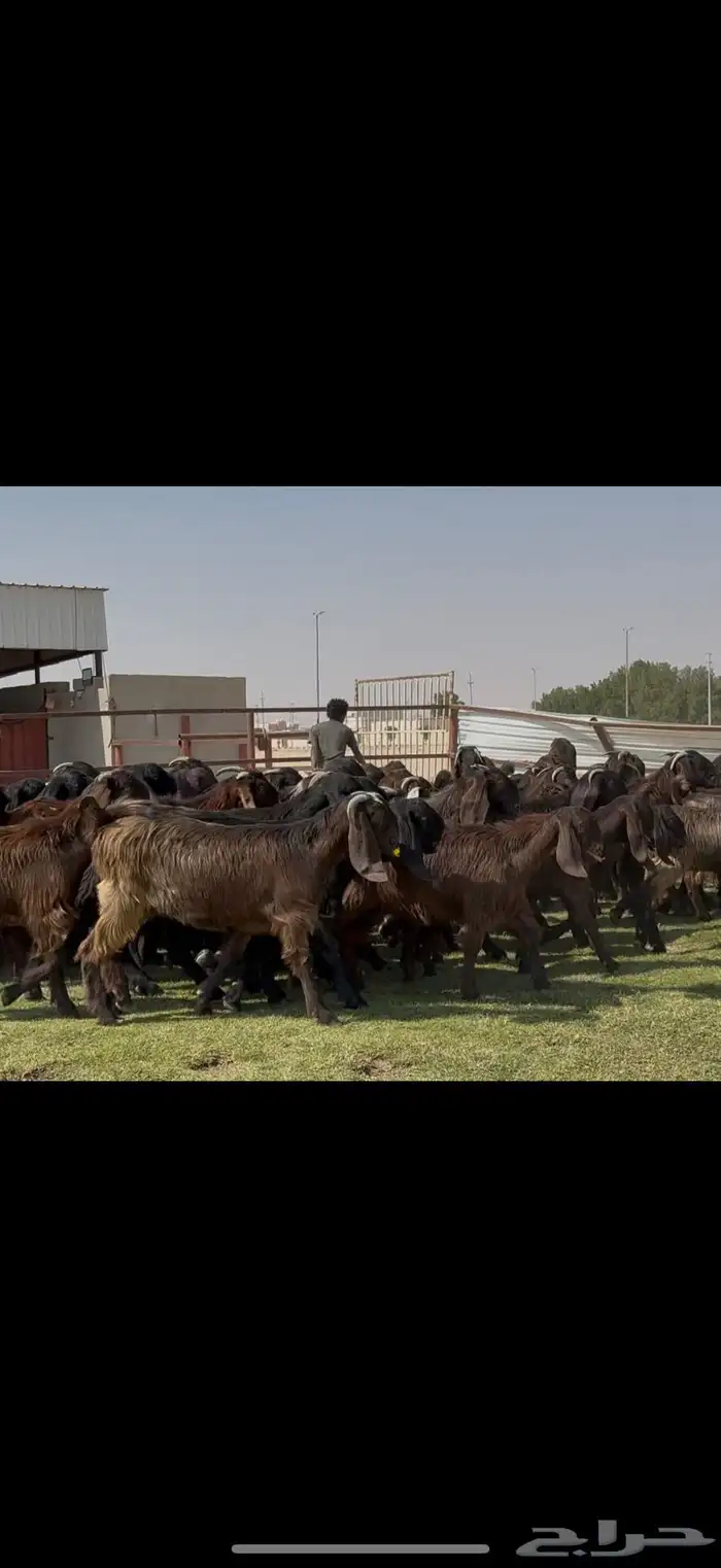 جذعات قبرصيات فاخره 70 راس كلش جذعه 8