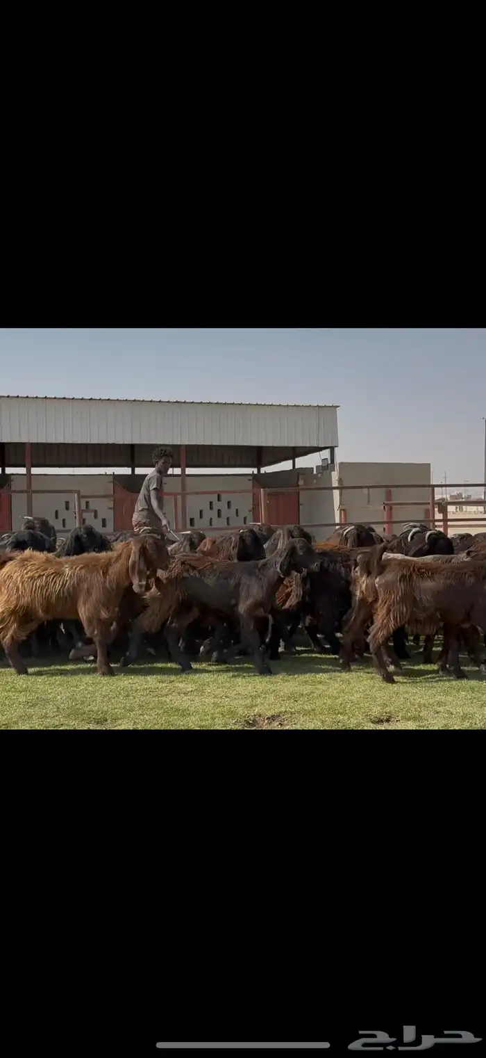 جذعات قبرصيات فاخره 70 راس كلش جذعه 11