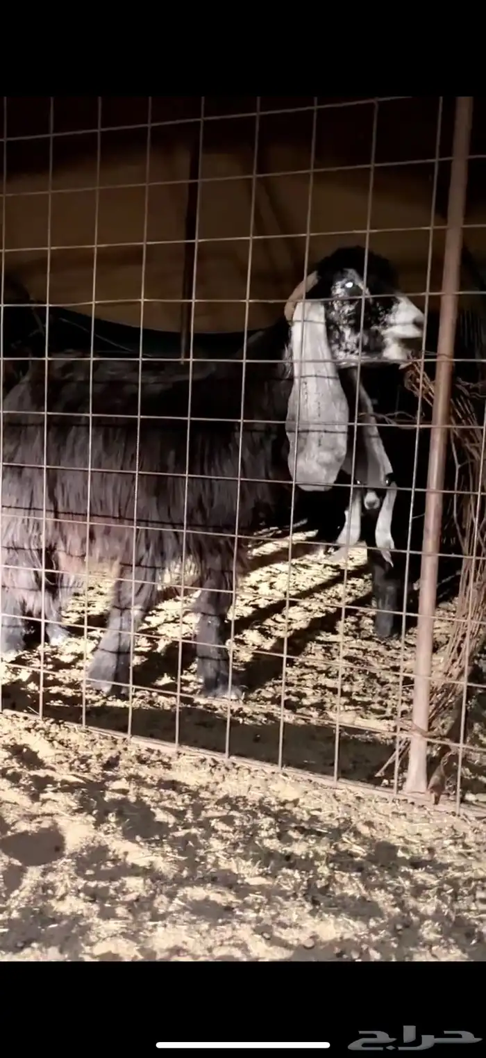 معزاء عوارض طيبه 9