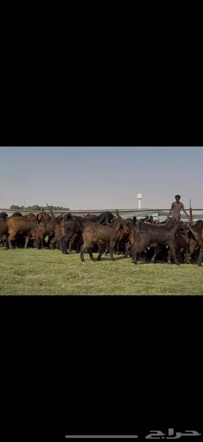 جذعات قبرصيات فاخره 70 راس كلش جذعه 5