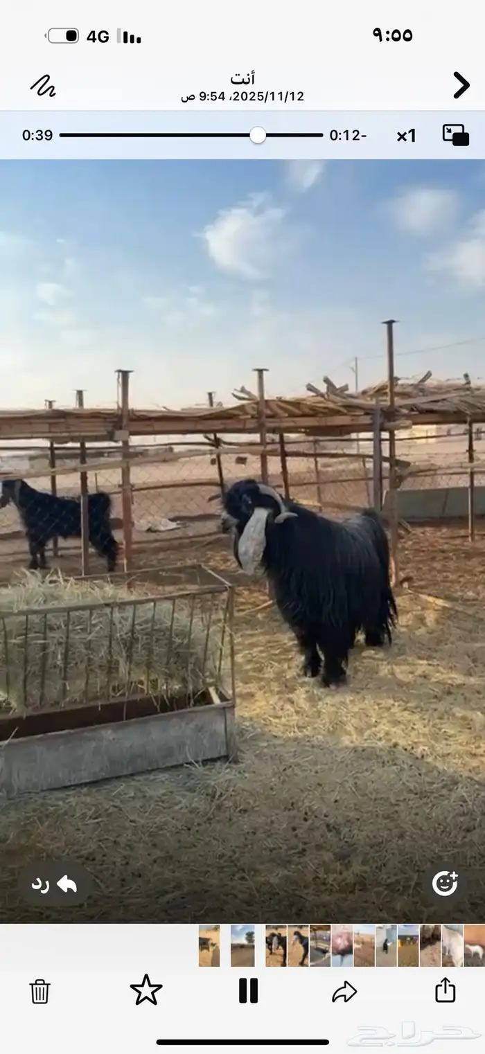 تبس عارض كفو ثني 4