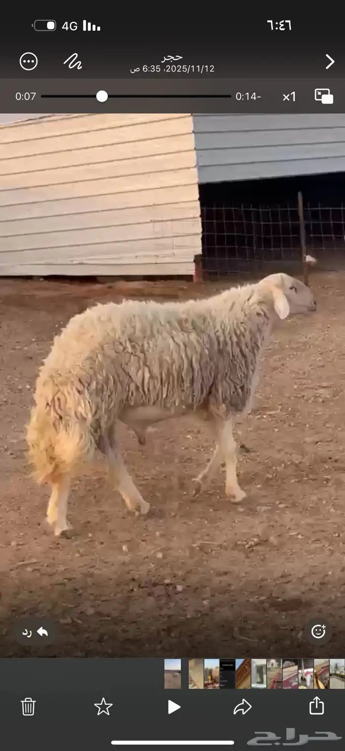 فحل صنف معرف مشروط 0