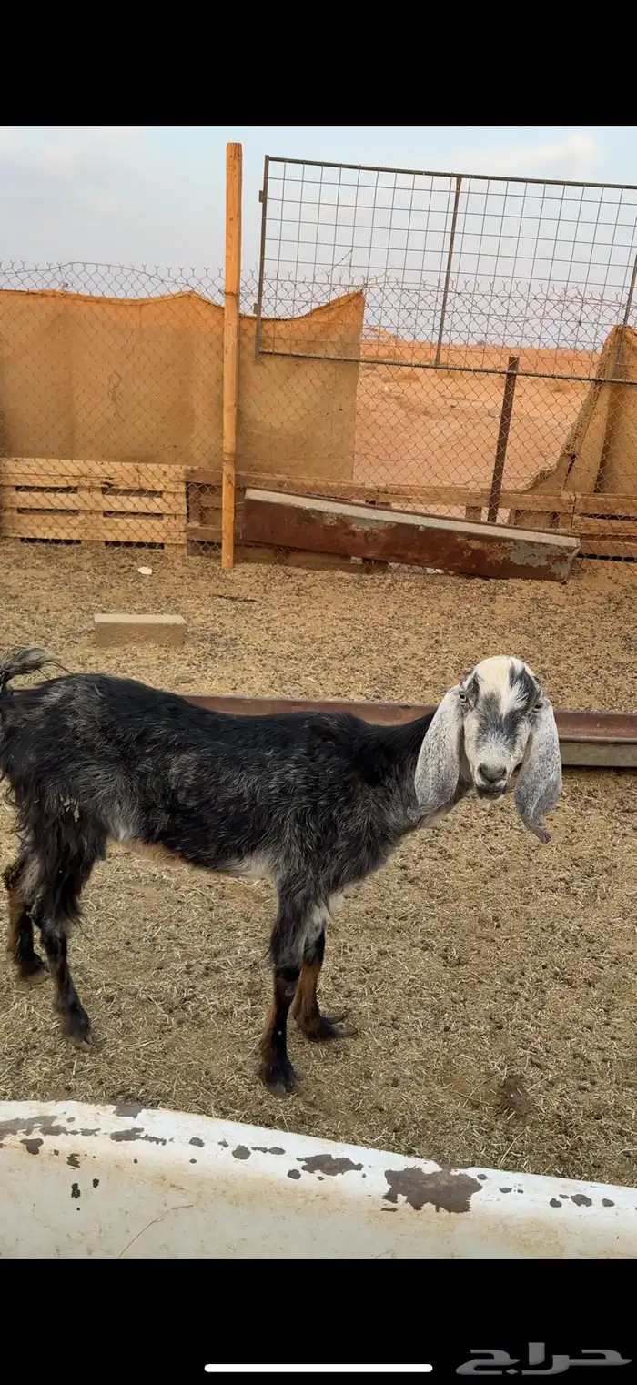 عنز توها داخله سديس 0