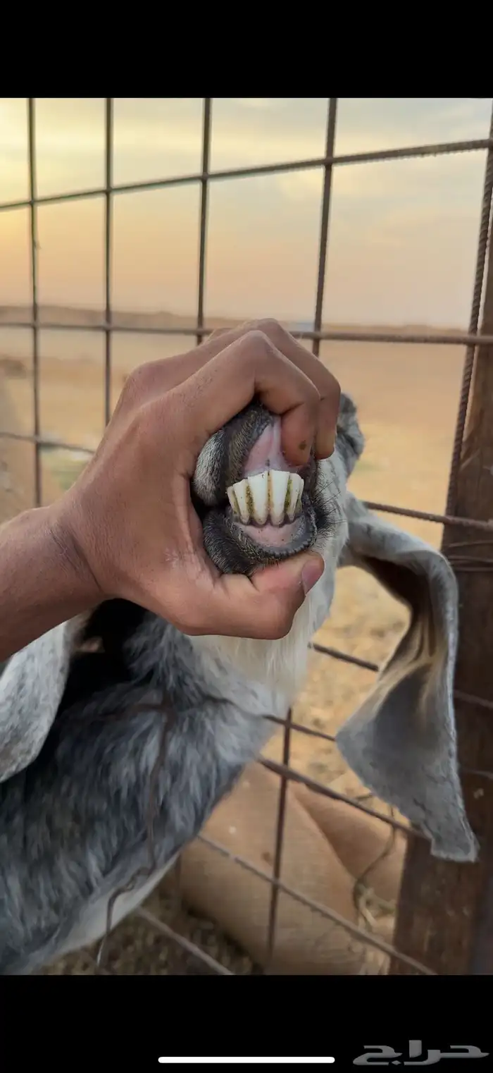 عنز توها داخله سديس 2