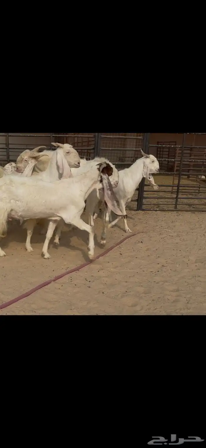 معزا مشاريك مطورات بيض شرط سن وديد ودفيع سونار 1