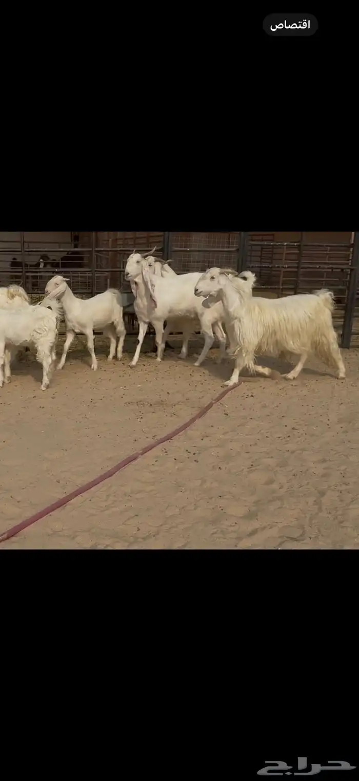 معزا مشاريك مطورات بيض شرط سن وديد ودفيع سونار 3