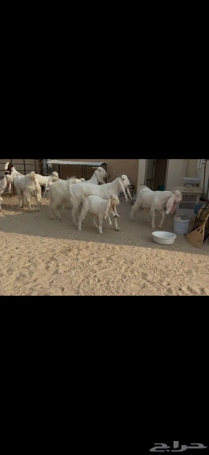 معزا مشاريك مطورات بيض شرط سن وديد ودفيع سونار 5