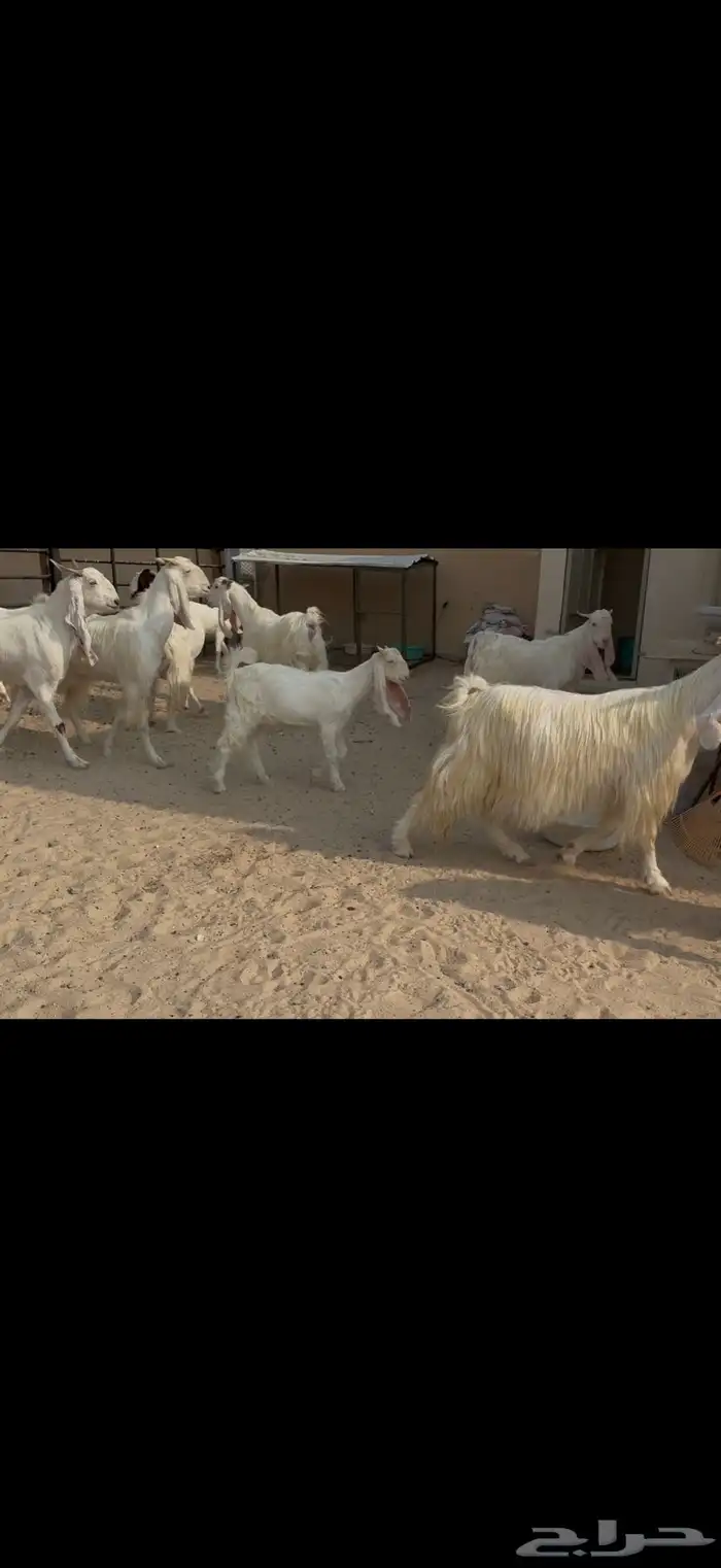 معزا مشاريك مطورات بيض شرط سن وديد ودفيع سونار 0