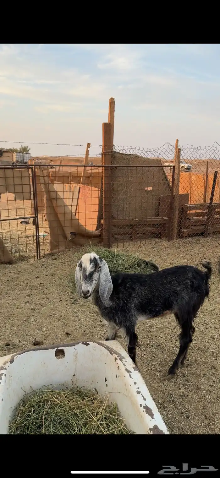 عنز توها داخله سديس 1