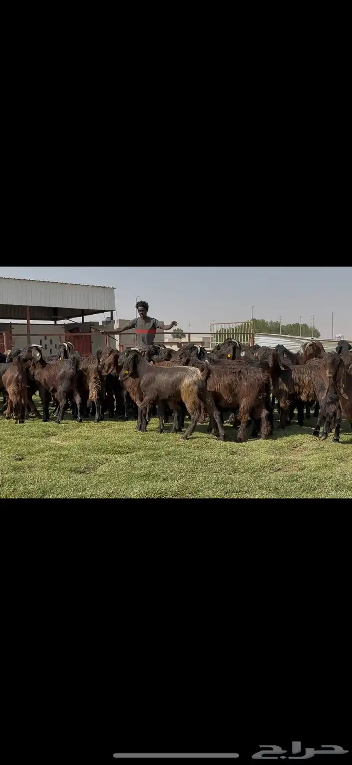 جذعات قبرصيات فاخره 70 راس كلش جذعه 6