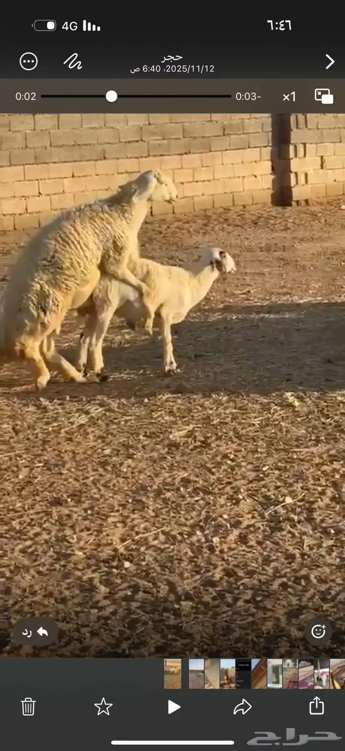 فحل صنف معرف مشروط 2