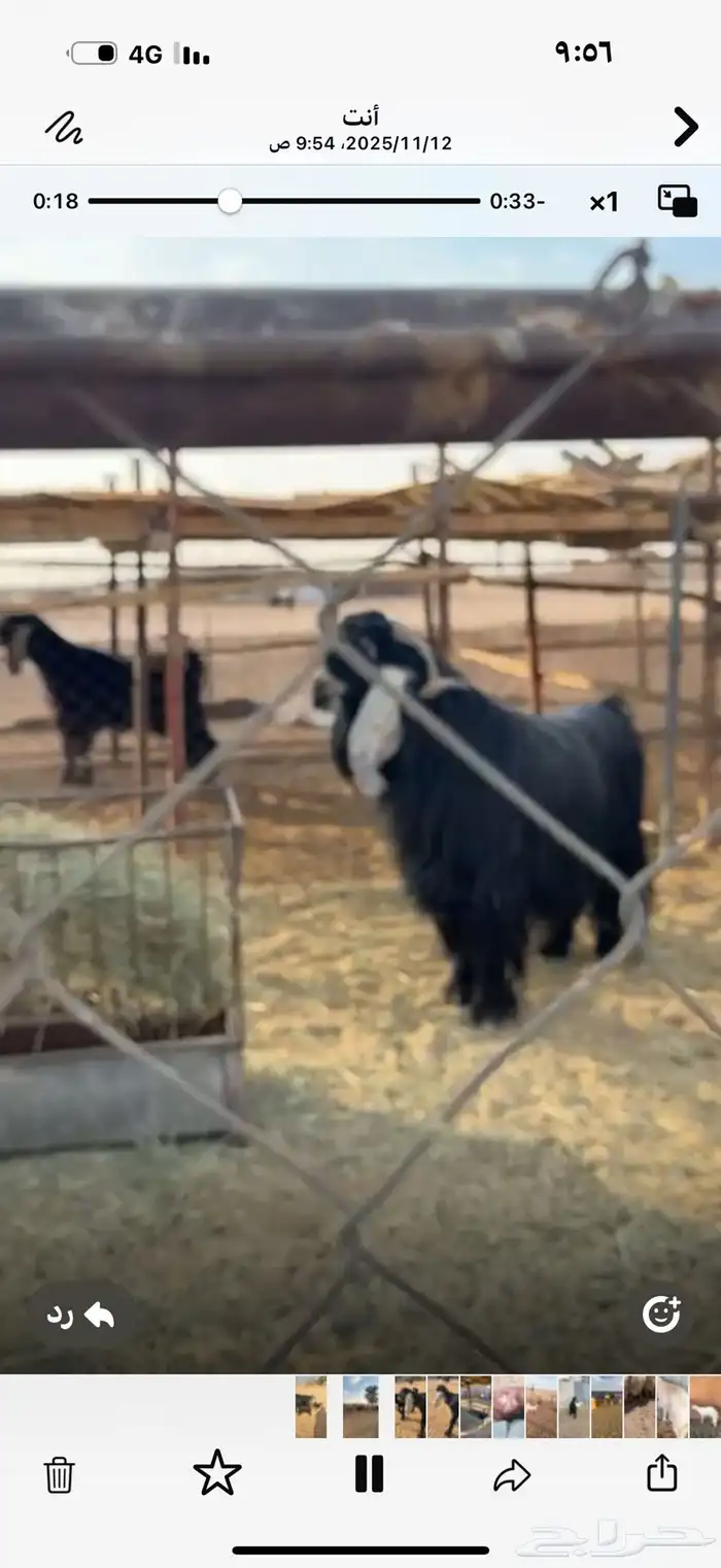 تبس عارض كفو ثني 1