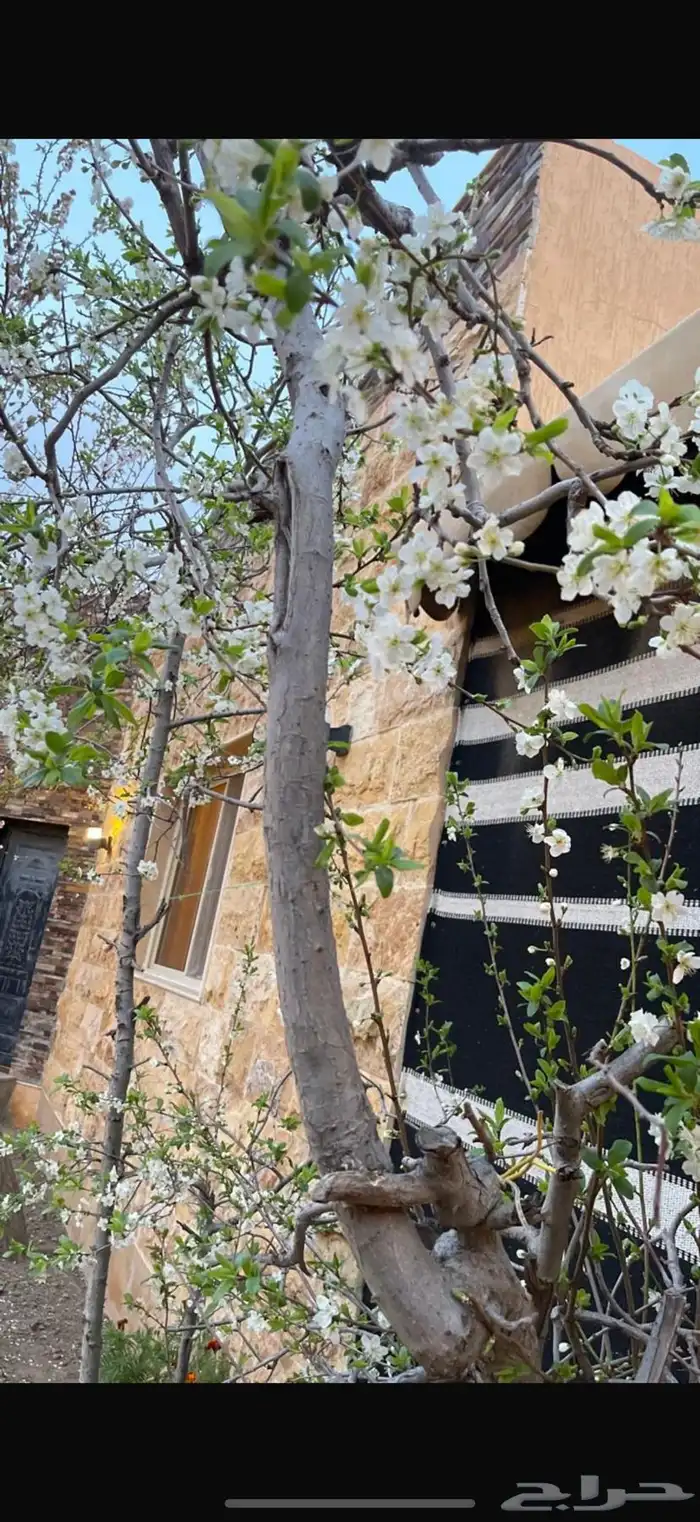 إستراحة الهدا للإيجار اليومي 14