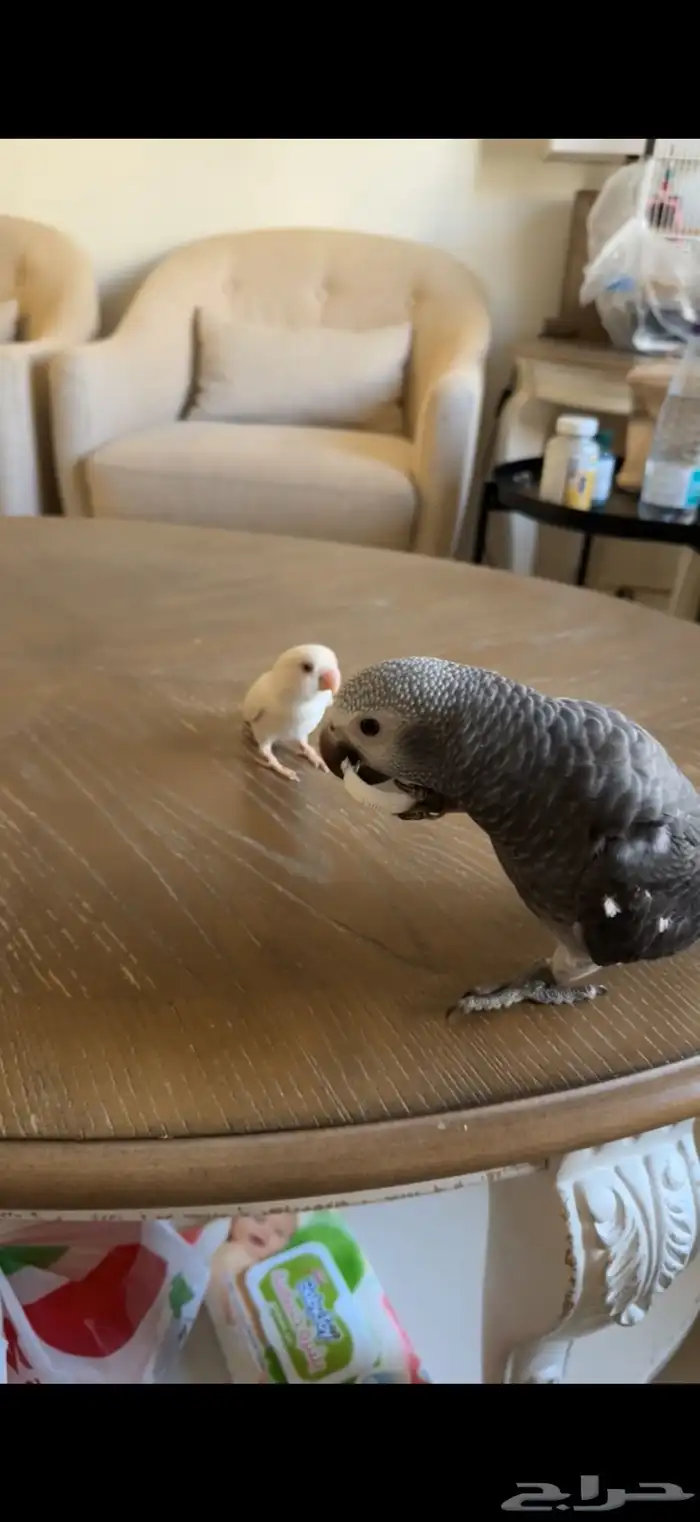 كاسكو غيني 1