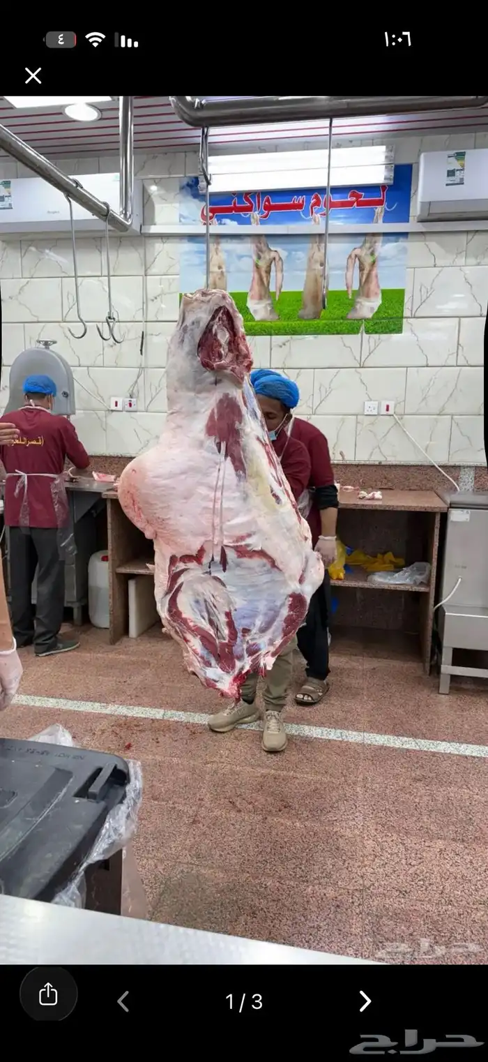 حوار بلدي ذبح يومي 2