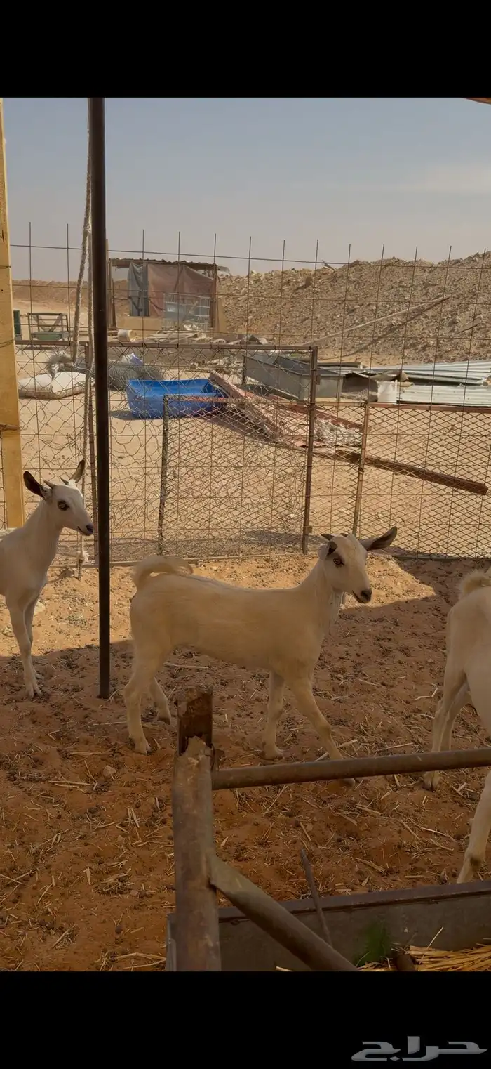 للبيع 4جفرات جنوبيات الصحة شرط تم البيع 0