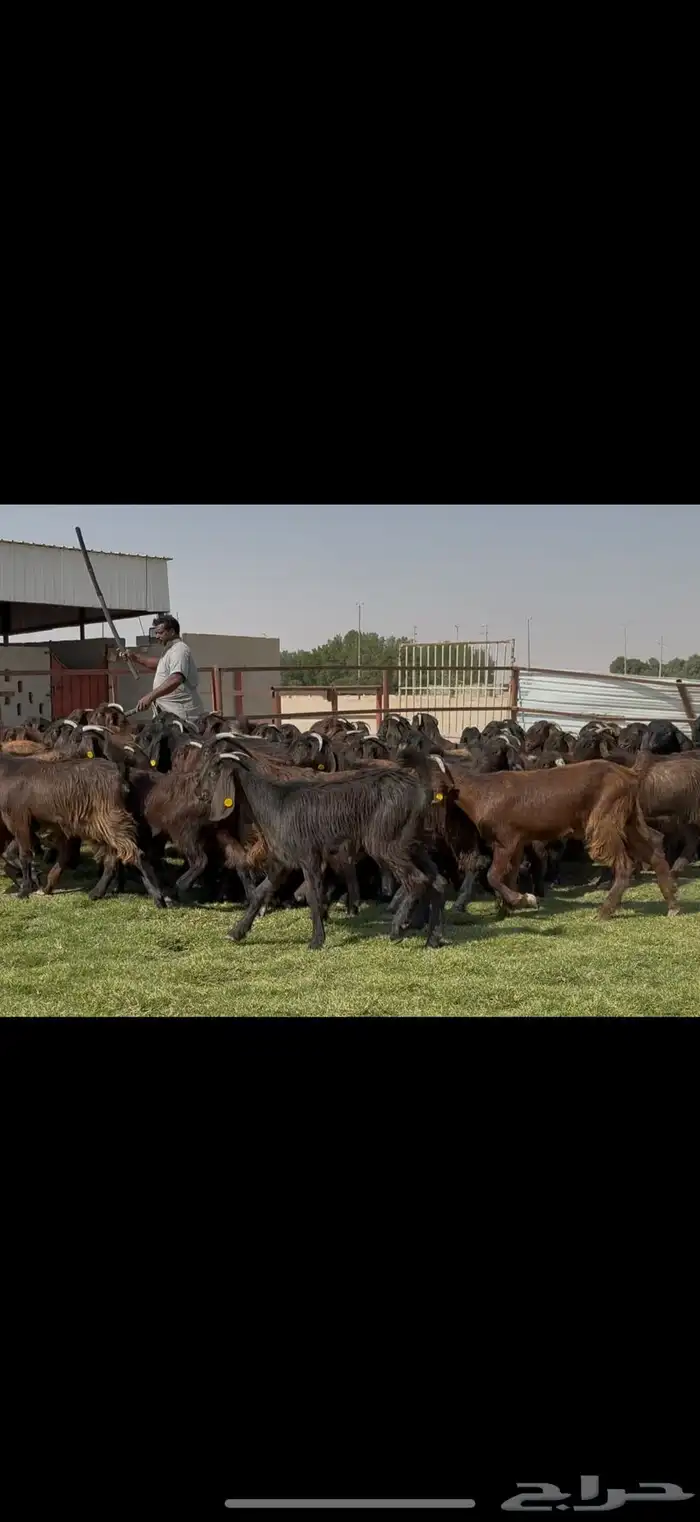 جذعات قبرصيات فاخره 70 راس كلش جذعه 1